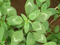 Amaranthus spinosus